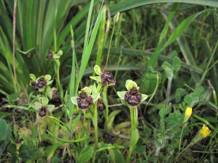 Ophrys bombyliflora
